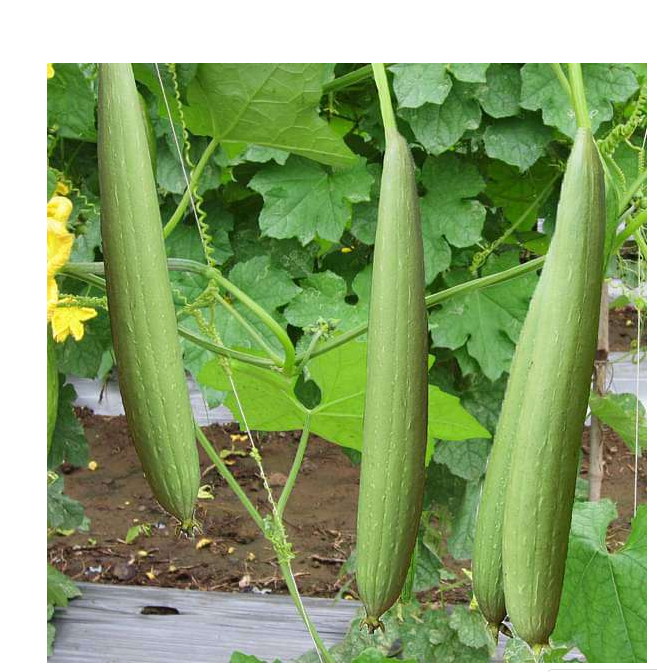 Hy. Sponge Gourd Shobha