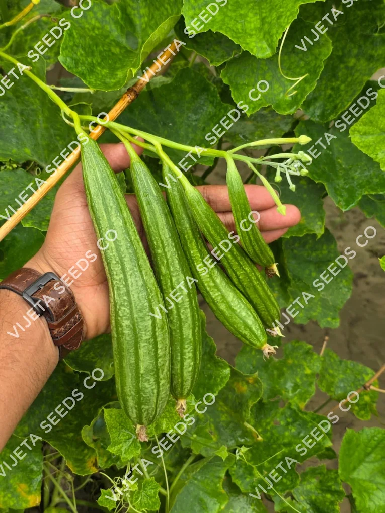 Super Ridge Gourd Seeds